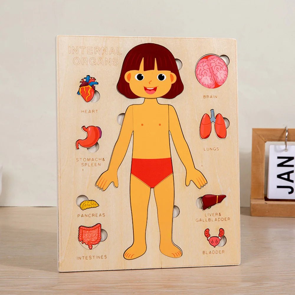 Montessori Puzzles Busy Board Human Body Teaching Learning Body Parts For Children Early Education Games Toddlers Quiet Books - InnovaCuisine